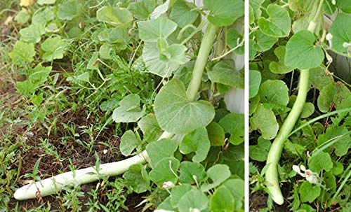 Seeds Calabash Long Gourd Lagenaria Serpantine Heirloom Vegetable For Planting Non Gmo #TOP1