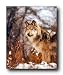 Gray Wolf in Snow Wildlife Animal Wall Decor Art Print Poster (16x20)