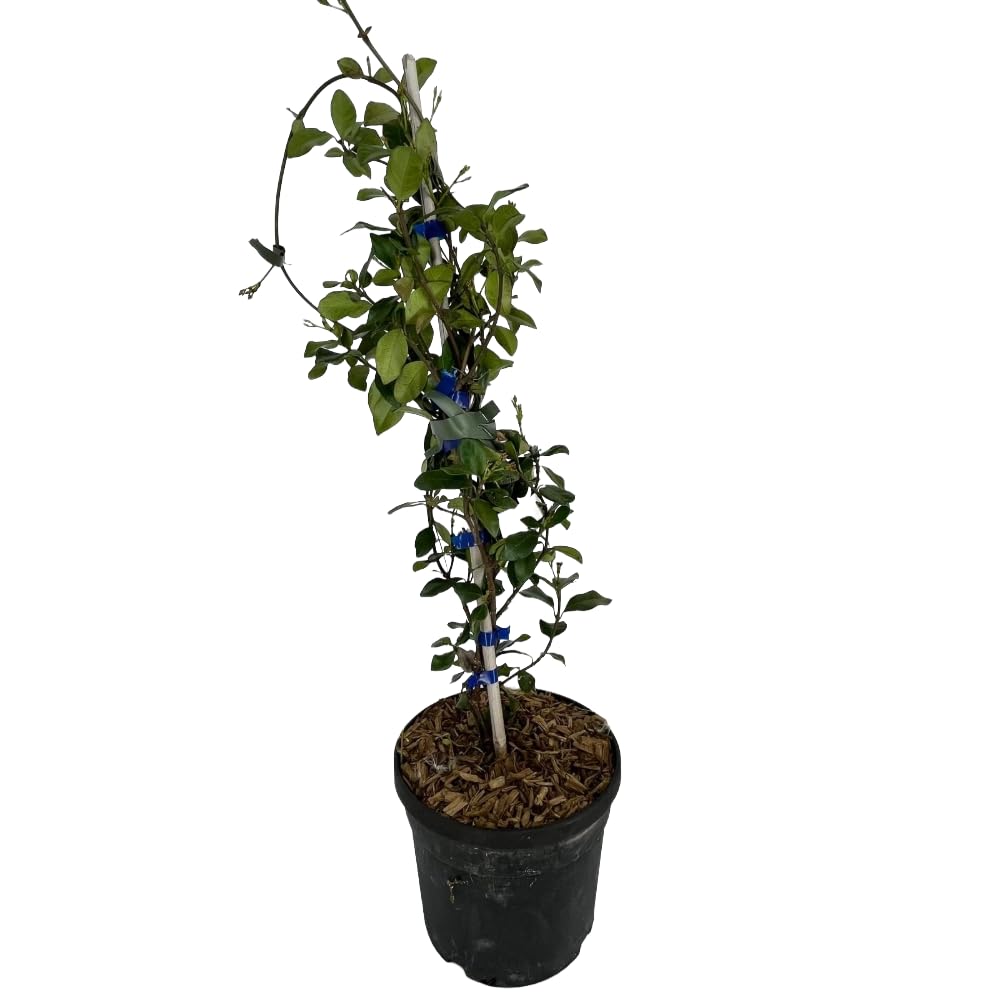 Pianta di RHINCOSPERMUM JASMINOIDES ROSE falso gelsomino Rosa vaso18 RINCOSPERMO AMDGarden