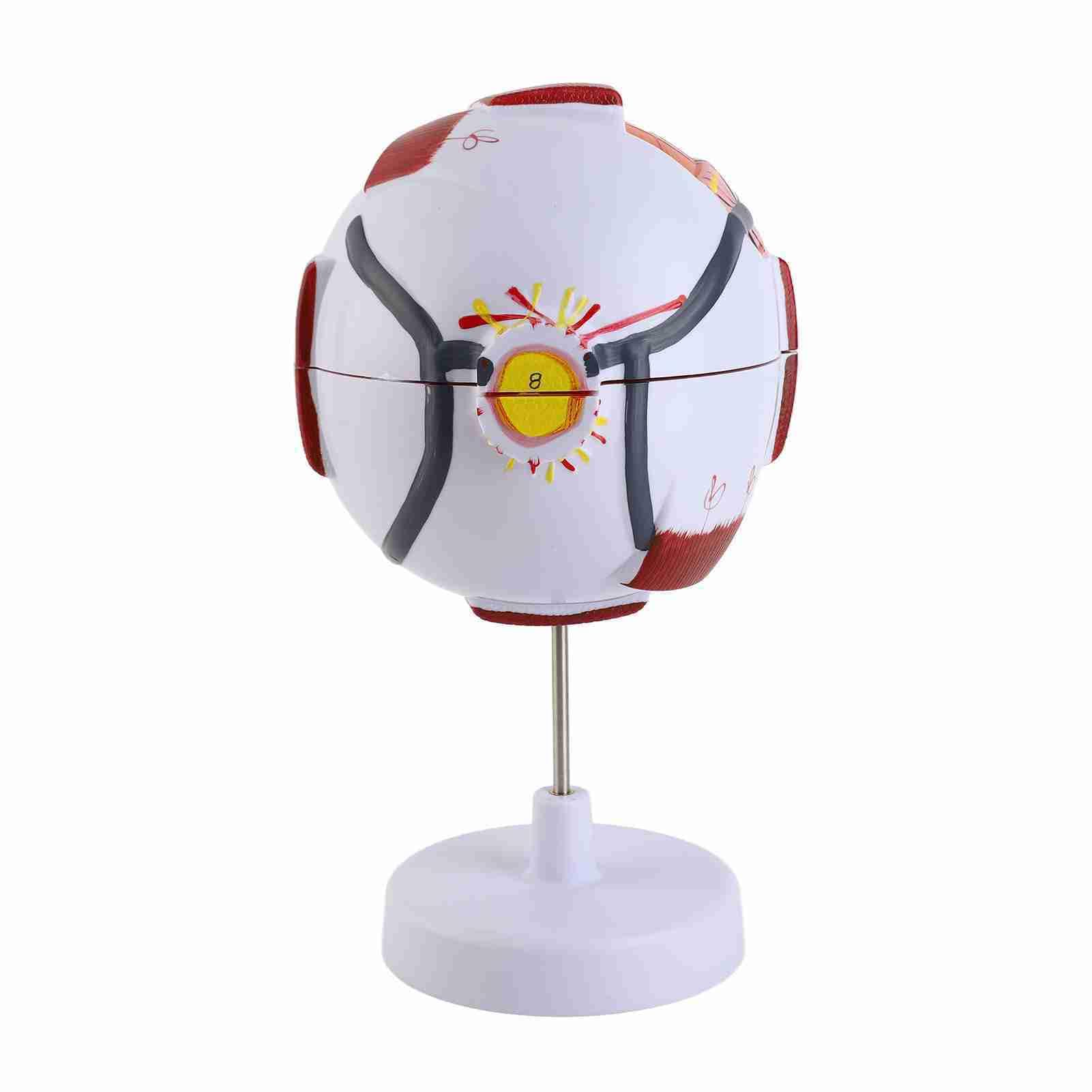 Baxnore Human Eye Anatomy Model 6x Structure de globe oculaire agrandie Strong PVC 7 parties détachables pour l'enseignement médical Science Education Ophtalmology Affichage