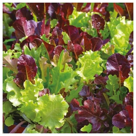 PREMIER SEEDS DIRECT - Lettuce Seeds - Gourmet LOOSELEAF Cutting Mix - 1500 Seeds