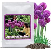 Magic of Nature: Semillas de Allium Gigante (30 uds) Allium