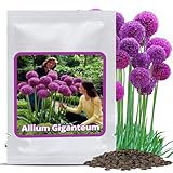 Magic of Nature Riesen Zierlauch Samen (30 Stk.) Allium giganteum, winterhart & mehrj&auml;hrig - Violette Bl&uuml;ten bis 150cm f&uuml;r Deinen Garten