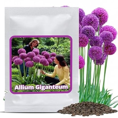 Foto di Magic of Nature Semi di Aglio Gigante (30 pz) Allium giganteum, Resistente e Perenne - Fiori Viola fino a 150cm per il Tuo Giardino