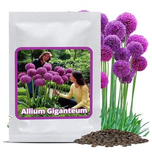 Aglio gigante (Allium Giganteum) - 30 semi / pacco - aglio decorativo, grandi dimensioni