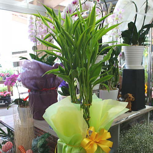 Amazon｜観葉植物 サンデリアーナ：ミリオンバンブー（ドラセナ）6号