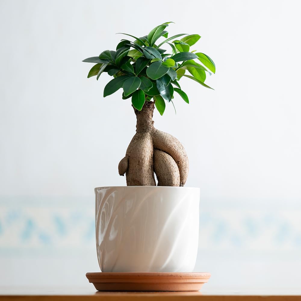 ガジュマル 4号観葉植物で、あなたの部屋を緑の癒し空間に変えよう