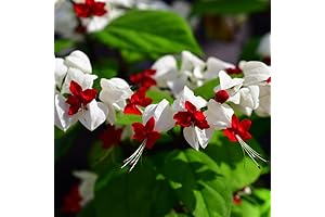 White Bleeding Heart Clerodendrum Live Plant, Indoor Outdoor Well Rooted Bleeding Heart Vine