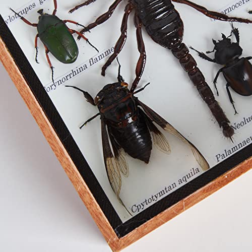 9 Real Mixs Very Rare Insect Taxidermy Set In Boxes Display For Collectibles #TOP7