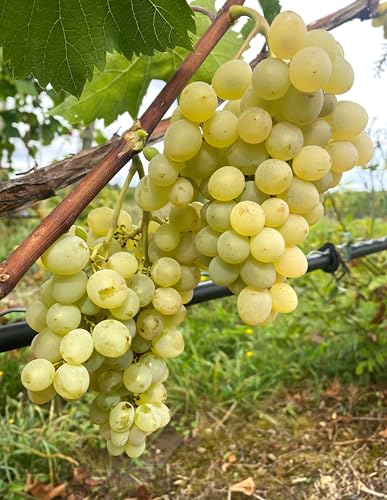 Verdelet | robuste & winterharte Tafeltraubenrebe | Frühe Reife & kräftiger Wuchs | Ideal für Garten & Balkon | 3-jährige getopfte Weinrebe