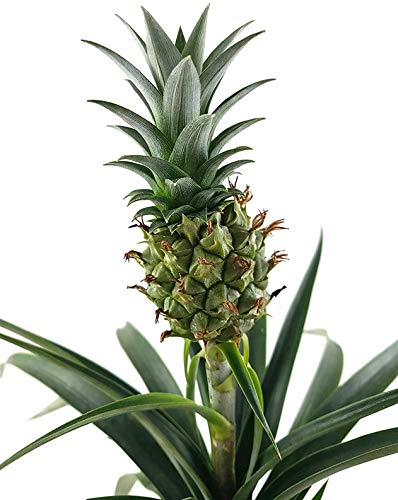 Ananas Pflanze Fangblatt, Ananas Corona, Ananaspflanze