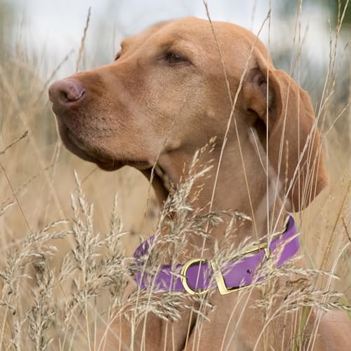 Image of Viper Biothane Heavy Duty Waterproof Dog Collar Strong Coated Nylon Webbing w /Solid Brass Hardware Odor-Proof for Easy Care to Clean High Performance Fits Small Medium or Large Dogs, Amethyst Purple