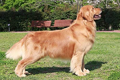 Condoquin 30 Tablets Calcium Phosphorus For Dogs Cat Hip & Joint Immune Vision Support Multi-Vitamins Mineral Supplement Pet High Potency Nutritional Probiotic D3 Q10 Healthy Strong Body Bones Teeth #TOP6