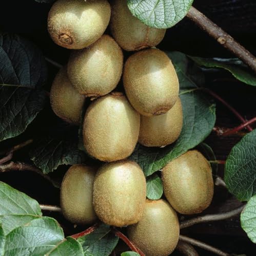 Image of Kiwi 'Hayward' - Exceptional Flavor and Reliable Cropping | Fragrant Flowers and Large Fruits 15cm Pot x 2 by Thompson & Morgan