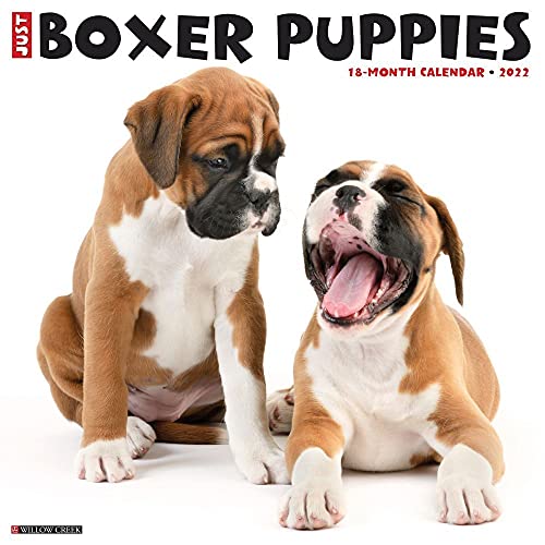  Just Boxer Puppies 2022 Wall Calendar