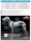 Universal-Hundegeschirr Inlandsis Polar Quest X-Back – Leicht, Ergonomisch und Robust – Canicross, Cani-MTB, Spaziergänge und Wanderungen (Hund 15kg)