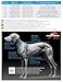 Universal-Hundegeschirr Inlandsis Polar Quest X-Back – Leicht, Ergonomisch und Robust – Canicross, Cani-MTB, Spaziergänge und Wanderungen (Hund 15kg)