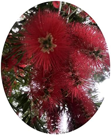 BOYETTE Weeping Red Bottlebrush Live Tree Plant Superior Weeping Habit Flowers Attract Hummingbird Bonsai Starter Size 4 Inch Pot Emerald Tm