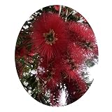 BOYETTE Weeping Red Bottlebrush Live Tree Plant Superior Weeping Habit Flowers Attract Hummingbird B