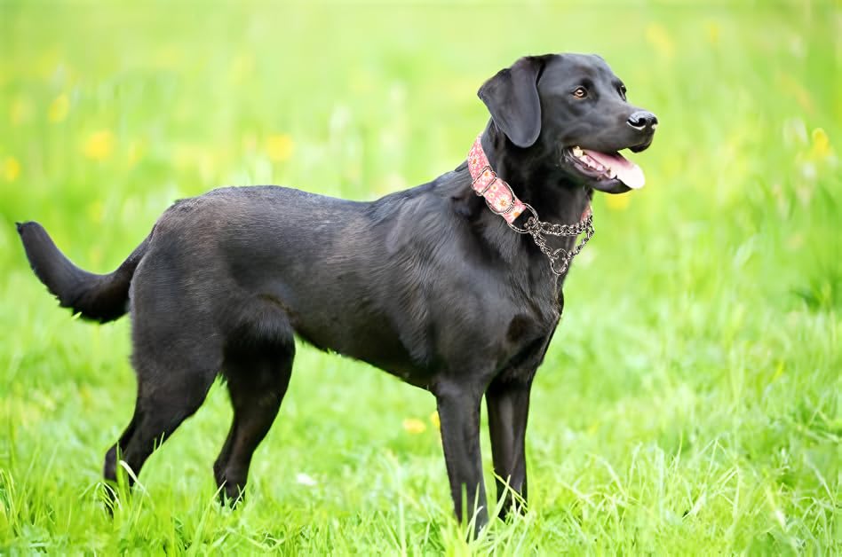 Chain Dog Collar - Image 3