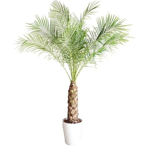 tFjbNX xj[ V̖ VNV̖ ԗǂ zCgZA[gA ϗtA 8 CeA ^