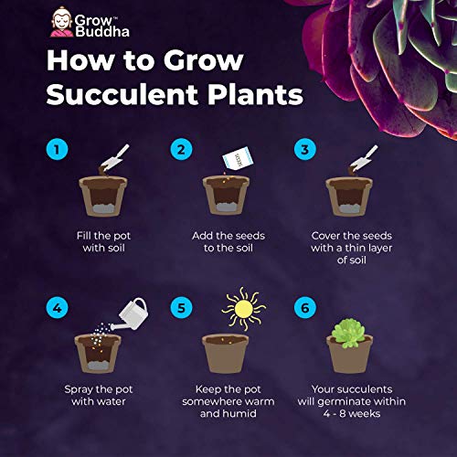 Grow Your Own Succulent Kit - Easily Grow Your Own Succulent Plants Using Our All-In-One Succulent Seeds Kit. Guaranteed Germination | Beginner Friendly | Great Gift Idea #TOP3