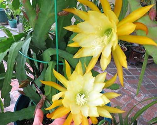 (6) Mix Epiphyllum Orchid Cactus Cutting For Growing Indoor/Outdoor - Ornaments Perennial Garden Simple To Grow No Pots #TOP4