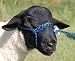 Weaver Leather HLTR Poly Rope ADJ Sheep H.BL/BK &