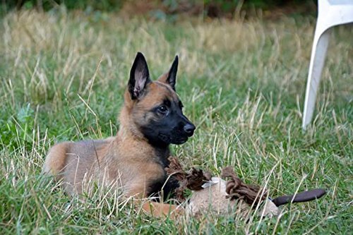Wildborn Hundefutter getreidefrei Junior Natural Puppy 2kg für Hundewelpen & Junghunde mit frischem Geflügelfleisch | Junior Hundefutter für alle Hunderassen ab 2 Monate