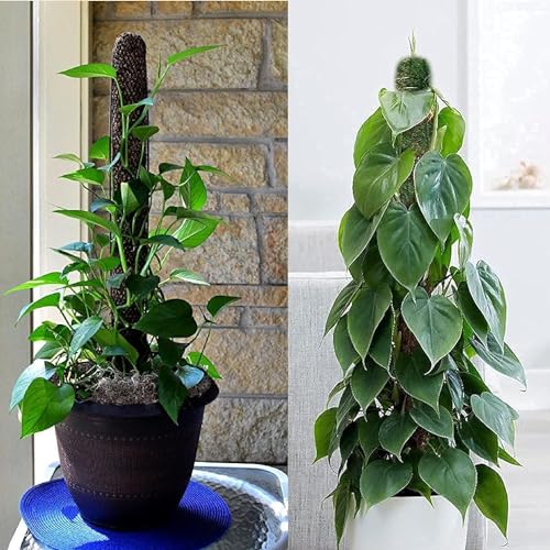 Image of IQNEX Plant Support Moss Stick- Green Grass Pole for Plants Support, Support Stick for Money Plant, Climbing Indoor Plants (3ft, Set-4)