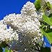 25 White Japanese Lilac Seeds (Extremely Fragrant)/