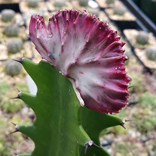 Grafted Euphorbia Lactea Crest Cacti Cactus Succulent Real Live Plant #TOP7