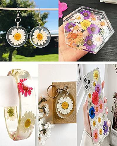 60 piezas de flores secas prensadas margarita blanca miniatura 6