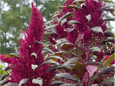 Bulk Organic Red Garnet Amaranth Seeds (20 lb)