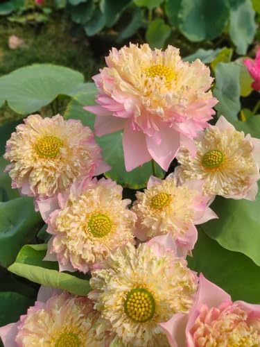 Image of Flowet Plant for Home Decor, Pooja | Large Size Flower Surely Blooming Within 45 Days lotus plant NEW HYBRID OF 2024