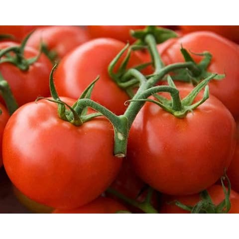 Arkansas Traveler Heirloom Tomato Seeds Cover