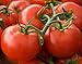 Arkansas Traveler Heirloom Tomato Seeds- 50+ Seeds