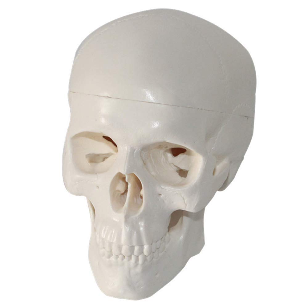 sjdoPulse Fetal Skull Model - Anatomical Human Skull Model Mini Medical Skull Model with Removable Skull Cap - Includes Full Set of Teeth - for Study Display Teaching Medical Model