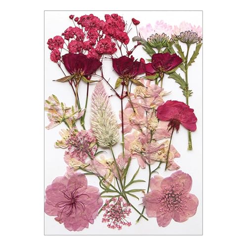 Set de Flores y Hojas Naturales Secas para Manualidades miniatura 1