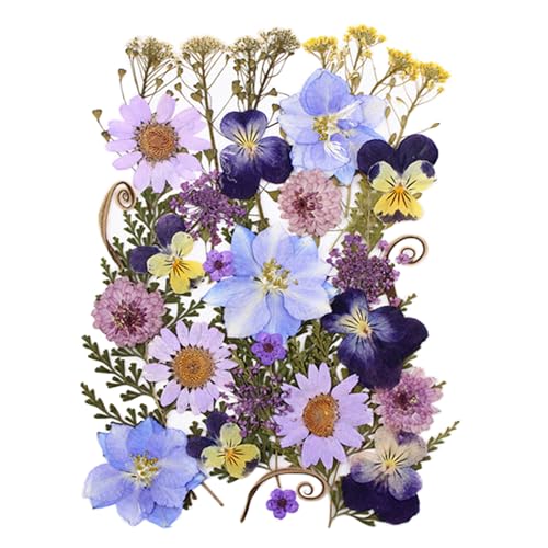 Flores secas prensadas 33 piezas para manualidades DIY
