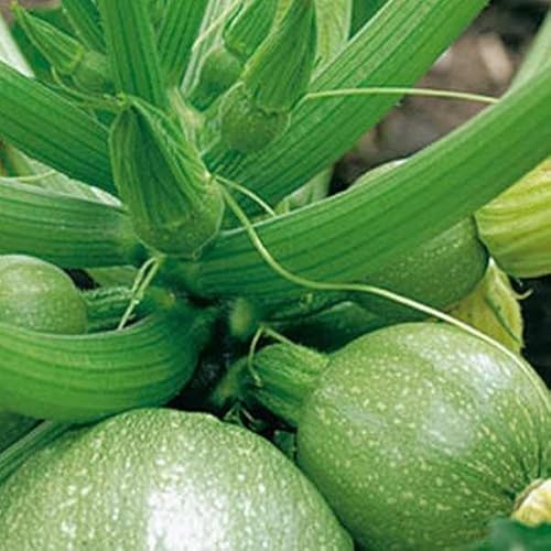 Viridis Hortus - Courgette Tondo di Chiaro di Nizza 12 Vegetable Seeds - Also Known as De Nice