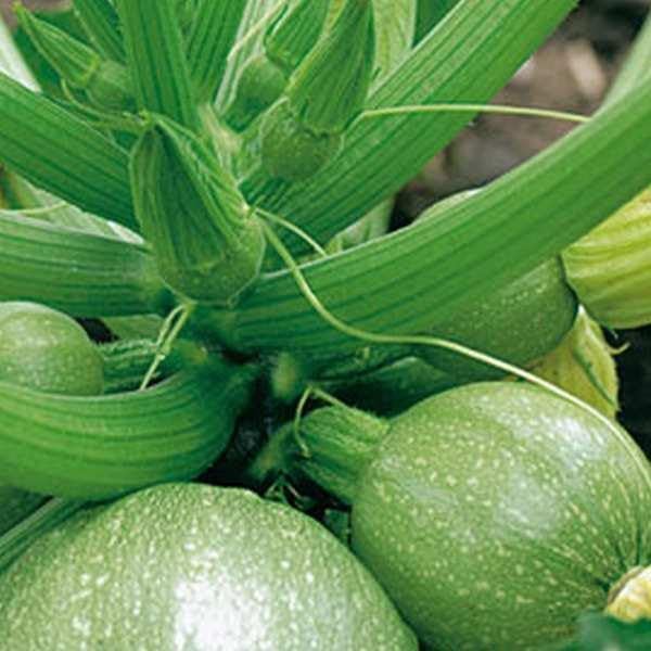 Viridis Hortus - Courgette, Tondo di Chiaro di Nizza - 50 Vegetable Seeds - Also Known as De Nice
