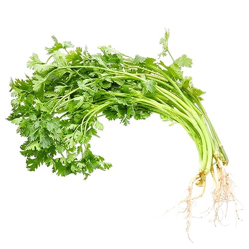 10 piezas de semillas de cilantro perennes - plantas de oficina para lechos de hierbas, Coriandrum sativum, semillas de cilantro, plantas de balcón, semillas resistentes, hierbas