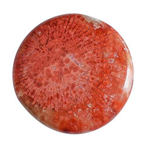 Corail naturel de l'Utah 26 CTW : retrouvez l'ancrage du chakra racine avec ce cabochon ovale