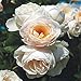 Kletterrose Uetersener Klosterrose creme-weiß - Kletter-Rose duftend - Pflanze für Rankhilfe im 5 Liter Container von Garten Schlüter - Pflanzen in Top Qualität