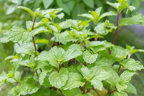 Mint Spearmint Mentha Herb Live Plants, 4 Inches Pot, Live Plants Perennial Herb For Planting Outdoors Indoors #TOP1