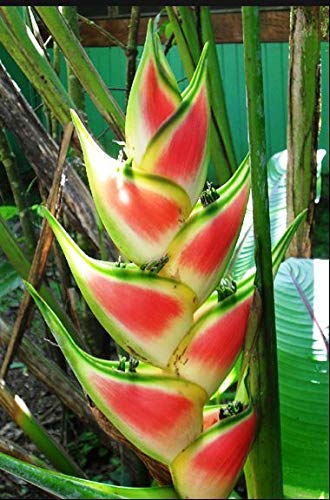 PDF Heliconia wagneriana `Rainbow` PDF Télécharger Download