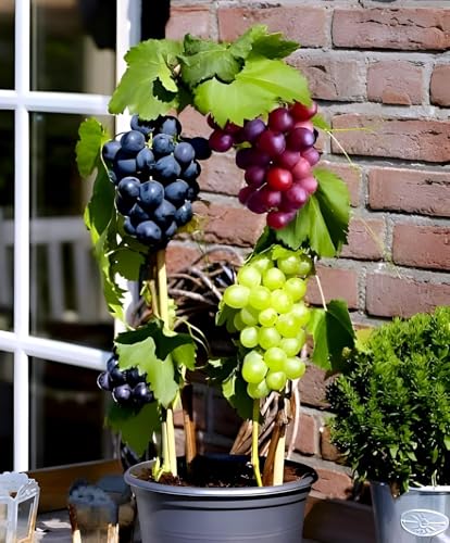 Image of Live Grapes Plant Combo Pack of 3 | Black, Red & Green Fruit-Bearing Grafted Vines | Healthy Saplings for Home Garden, Terrace, Balcony | Organic Grape Plants