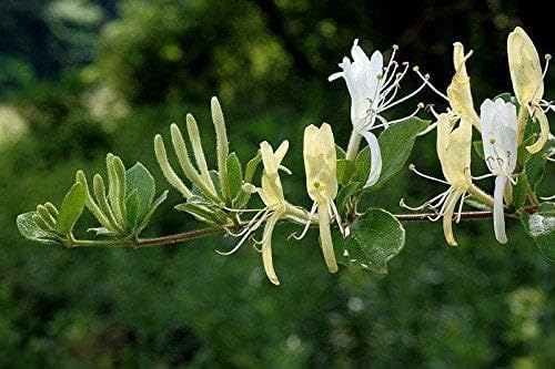 Lonicera Japonica semillas japonés (madreselva) escalada vid, flores fragantes