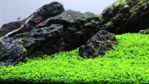 Potted Monte Carlo (Micranthemum) - Easy Carpet Aquarium Plant by Aqualeaf Aquatics